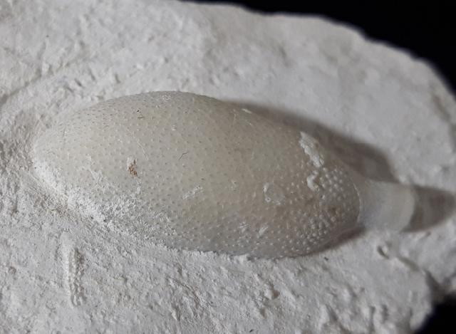 Stachel eines Tylocidaris baltica (SCHLTER 1892) - Bild © FossNet FossilienStore
